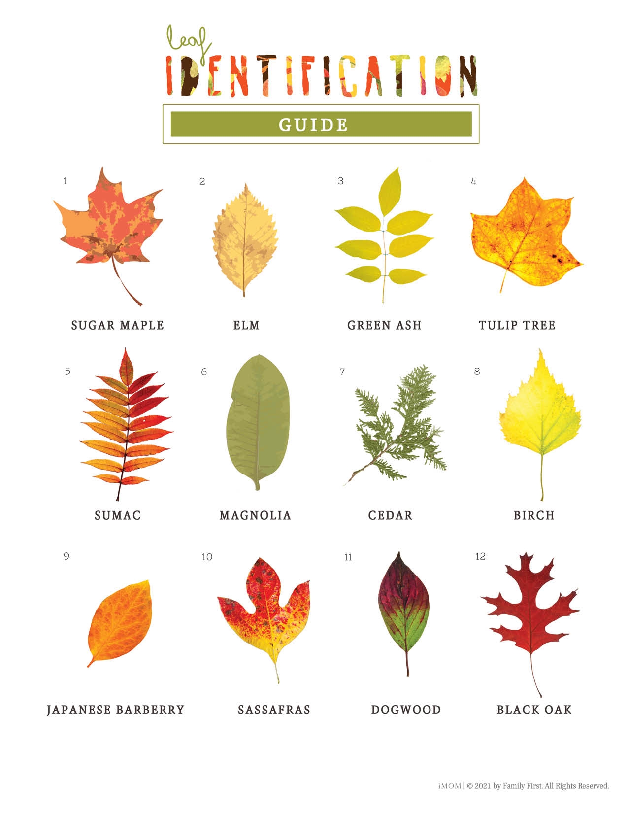 Leaf Identification Game IMOM Leaf Identification Game IMOM