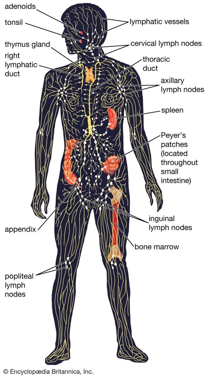 Decoding Muscle Movement Analyzing Neuromuscular Signals With EMG Activity TeachEngineering