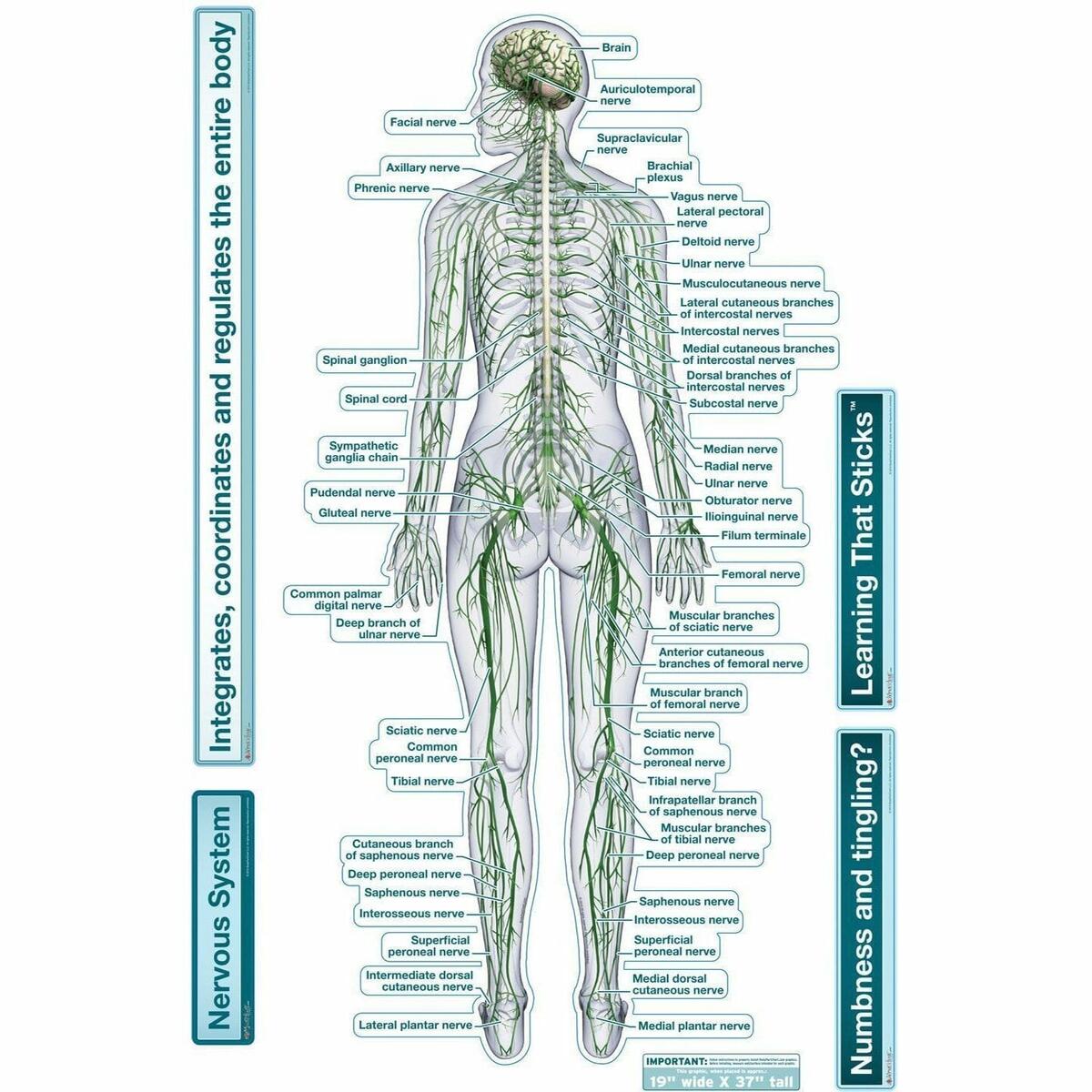 Nervous System Rear View Labeled Removable Wall Graphic Chiro1Source