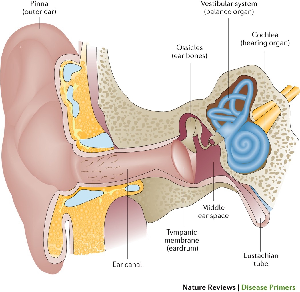 Otitis Media Nature Reviews Disease Primers