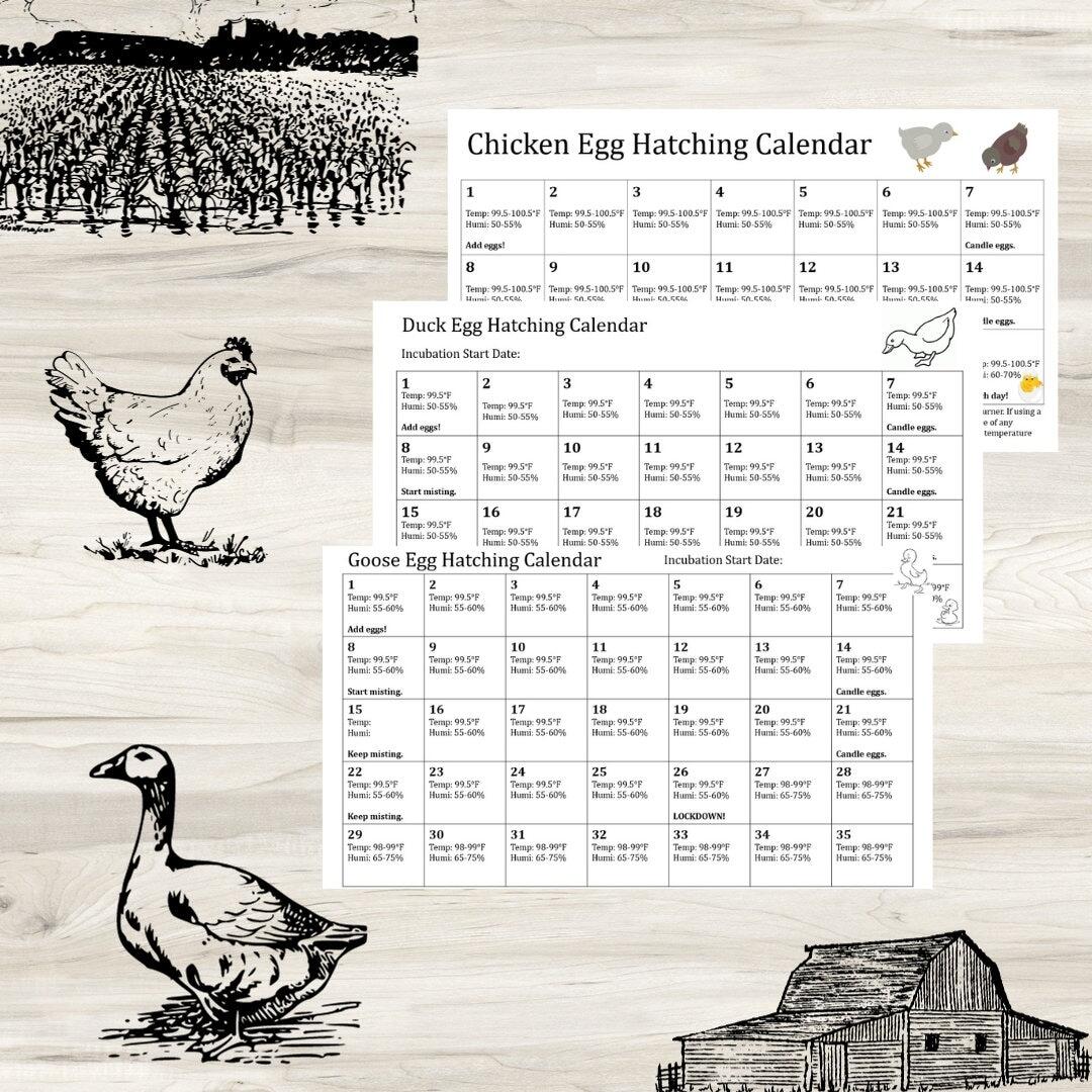 Chicken Egg Incubation Calendar Etsy