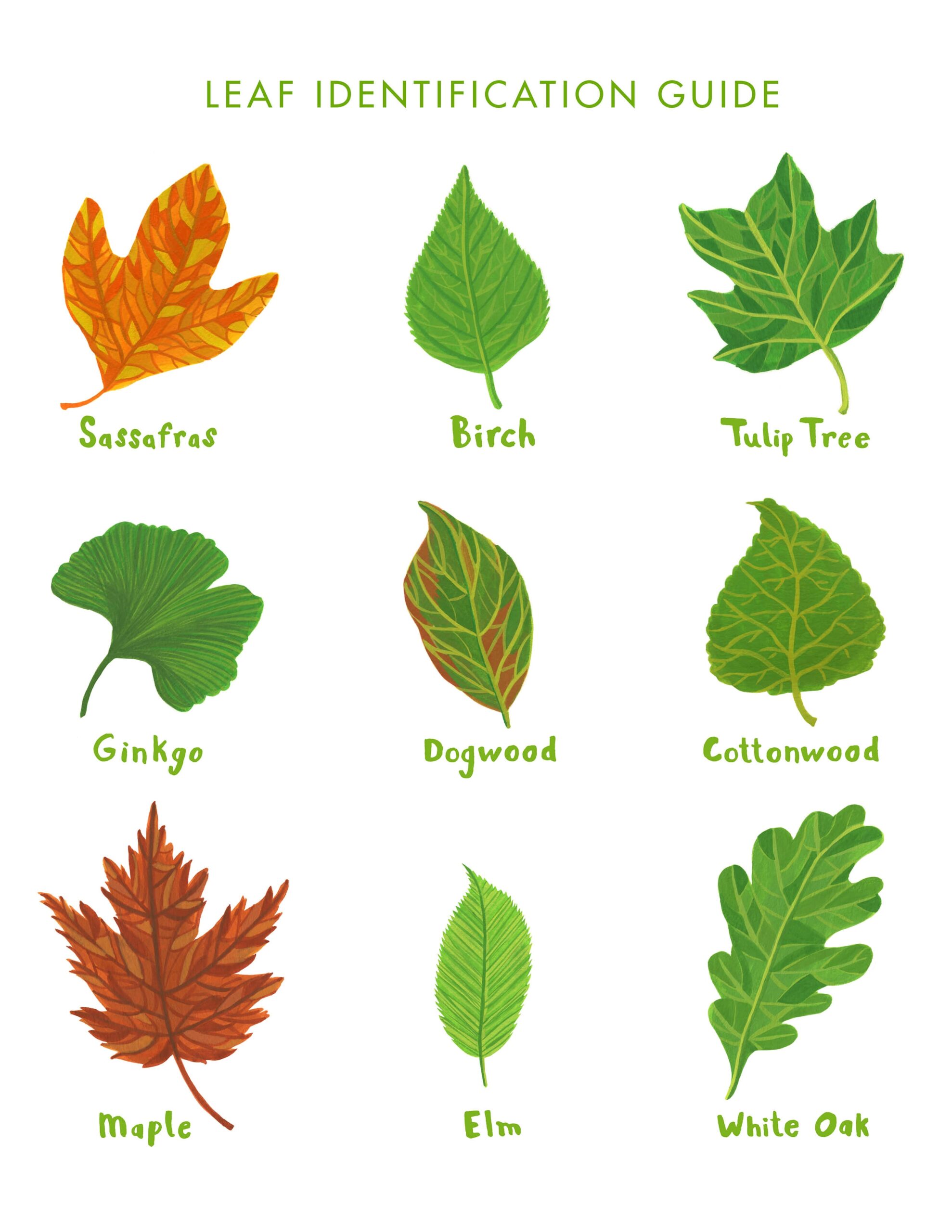 Rookie Saturday Printable Leaf Identification Guide Rookie Saturday Printable Leaf Identification Guide