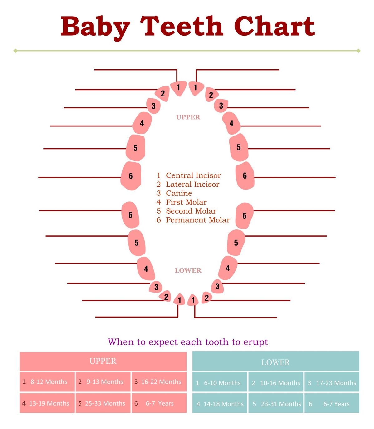 Tooth Chart Full Sheet 15 Free PDF Printables Printablee Tooth Chart Full Sheet 15 Free PDF Printables Printablee