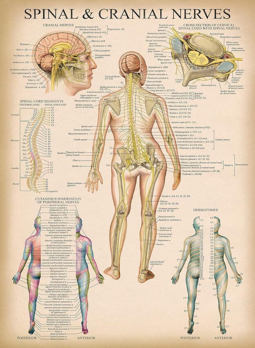 Vintage Spinal Nerves Anatomical Chart Spine And Cranial Nervous System Anatomy Poster With Dermatomes Laminated 18 X 24 Etsy