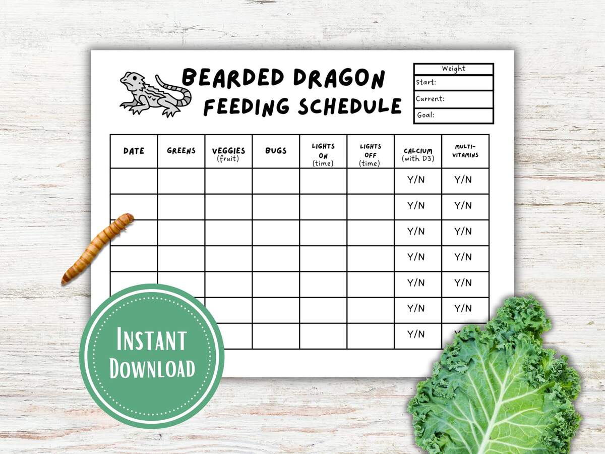 Weekly Bearded Dragon Feeding Chart Etsy New Zealand